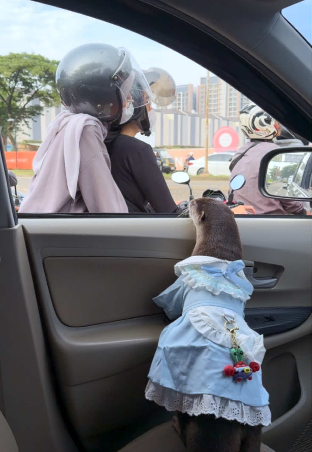 Degen the otter in a light blue tiered dress leaning out of a car window toward scooter riders