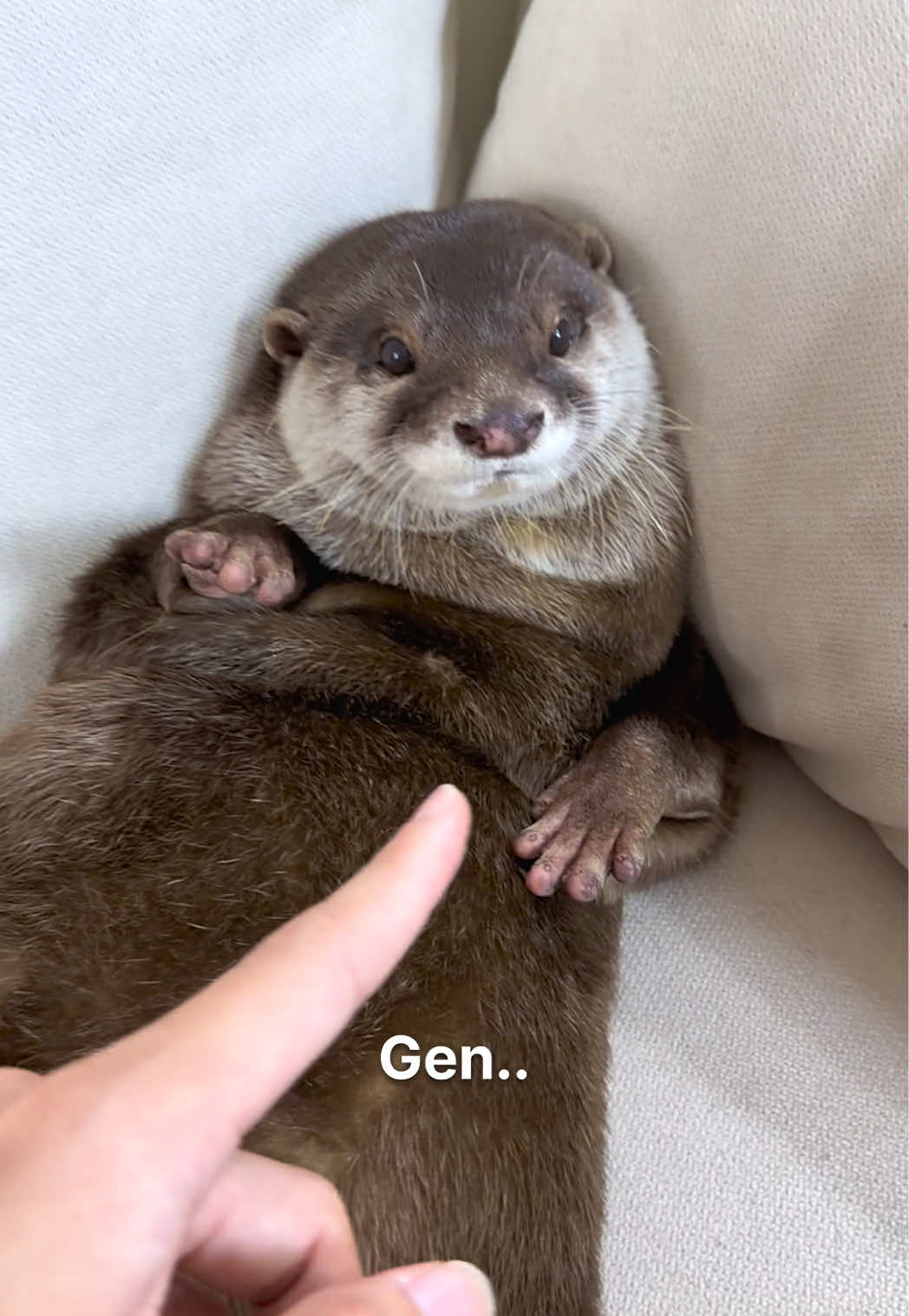 Close-up of Degen the otter lying on a cushion looking into the camera
