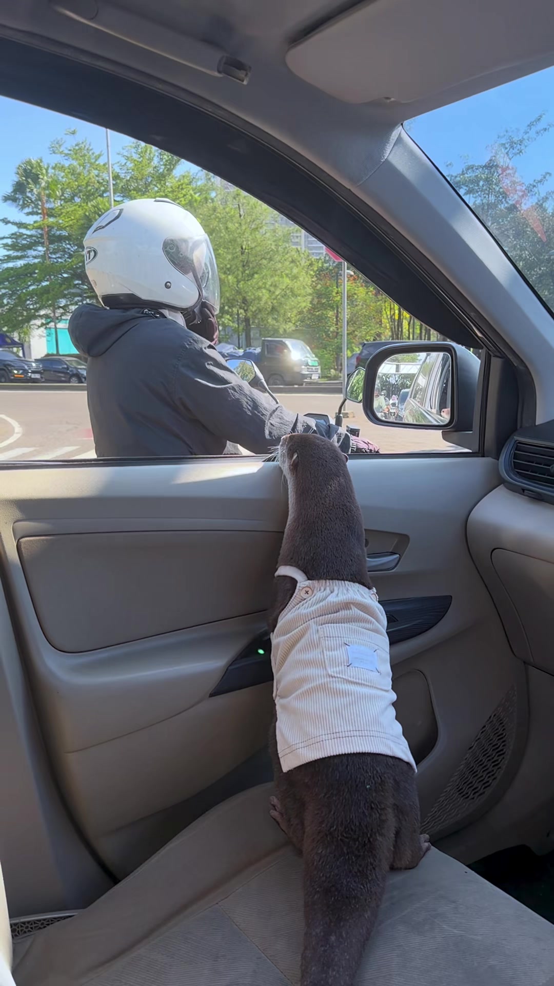 Degen the otter in a white tank top standing on the car armrest looking out at traffic