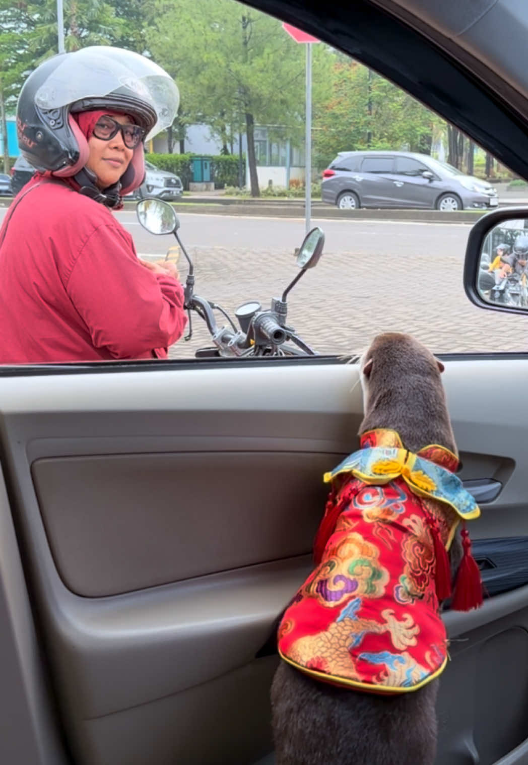 Degen the otter in an embroidered red and gold vest looking out of a car window