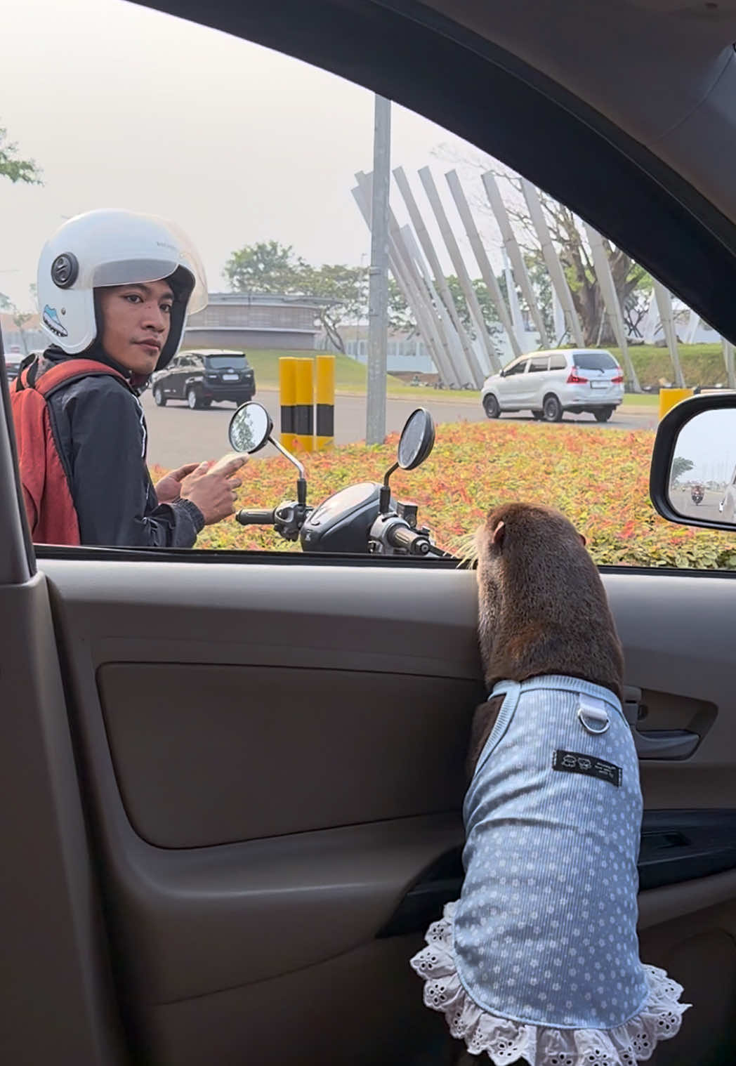 Degen the otter in a blue polka-dot frilled dress leaning out of a car window at a motorcyclist